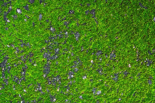 Background with texture of natural green moss on a stone