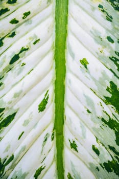 Natural background with texture of a white green dieffenbachia leaf