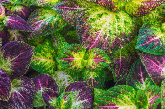 natural background with purple green leaves of the coleus plant