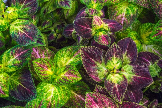 natural background with purple green leaves of the coleus plant texture