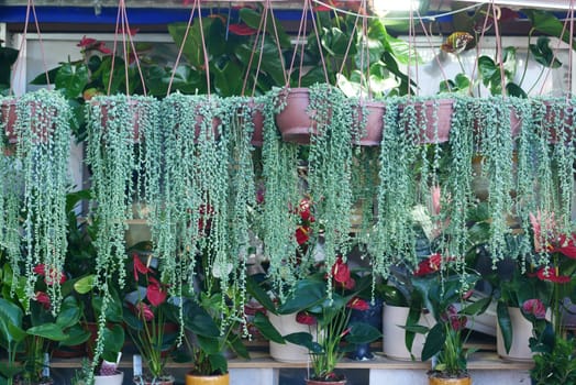 Lush green plants in pots suspended from above enhance the decor of a space.
