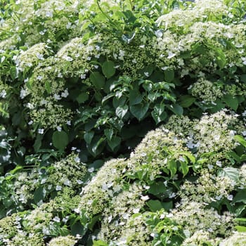 Background from white Hydrangea petiolaris flowers. Climbing hydrangea in bloom