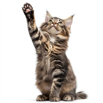 A lively kitten raises its paw in a playful manner, displaying curiosity and energy. The bright background highlights the kitten's fur and playful demeanor.