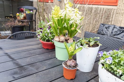 Spring flower seedlings on a table in the garden. High quality photo