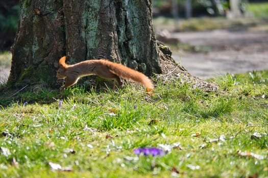 Red squirrel jumps in the sunlight on a green meadow in front of a tree trunk. Spring-like nature mood with bright colors.