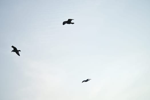 Seagulls glide gracefully through the clear sky, accompanied by gentle clouds and contrails. Wildlife photos of birds. Minimalist nature photography with freedom and lightness.