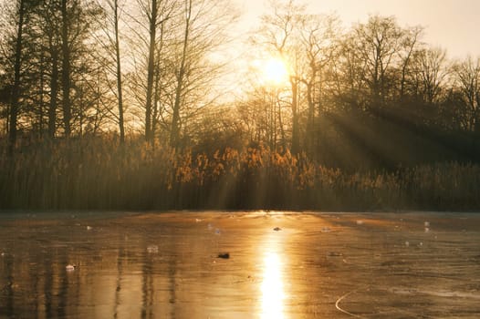 Frosty lake with coots in the ice-free zone. Trees at the edge and reeds in the lake. Nature photo near Berlin
