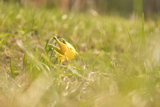 Single daffodils in a meadow with a dreamy, blurred foreground. Early bloomers at Easter time. Flower from nature