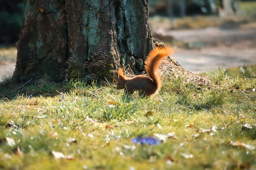 Red squirrel with bushy tail in the sunlight on a green meadow in front of a tree trunk. Spring-like nature mood with bright colors.