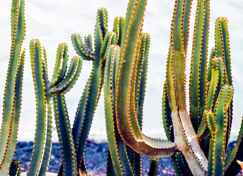 Stylish exotic mini-garden with large green cacti in the courtyard of white and black houses in a small town, cacti growing in a tropical modern garden, in the courtyard of the house.