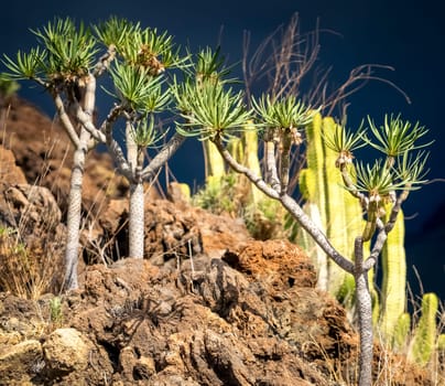 Dramatic landscape with bushes of large green cacti in the rays of the sun against the backdrop of an impending thunderstorm in the mountains.