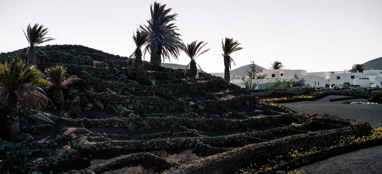 Scenic view with beautiful black volcanic soil, lava rock formations on which vineyards are cultivated to create a special wine. White houses with farmland on the island of Lanzarote, Canary Islands.