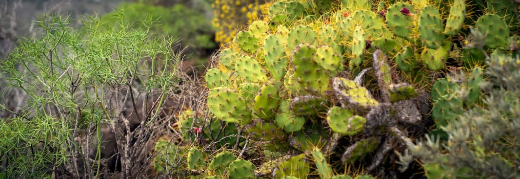 Thickets of prickly pears, opuntia exotic cacti on the slopes of mountains on an island in the Atlantic Ocean, a beautiful large cactus with fruits and flowers in an area with a subtropical climate.