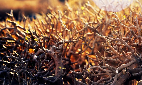 Shrubs, bushes with dense stems, dracaena dragon tree close-up in the rays of the sun, background with vegetation growing in the desert and dry hot climate.