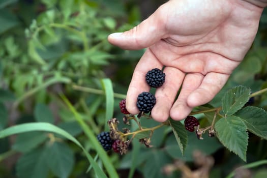 A man holds blackberries in his hand, close-up view. A farmer harvests berries in his garden, a gardener gathers wild blackberries in the forest.