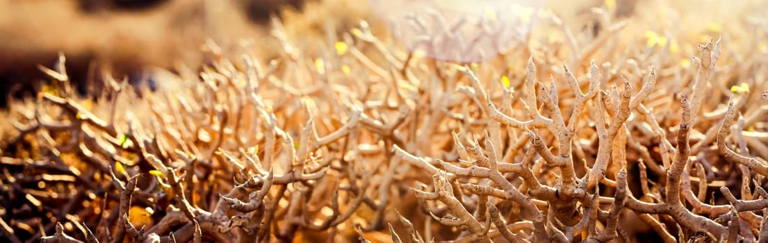 Shrubs, bushes with dense stems, dracaena dragon tree close-up in the rays of the sun, background with vegetation growing in the desert and dry hot climate.