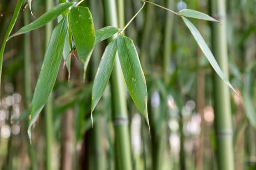 Bamboo branch in bamboo forest, beautiful green nature with blue sky on the background