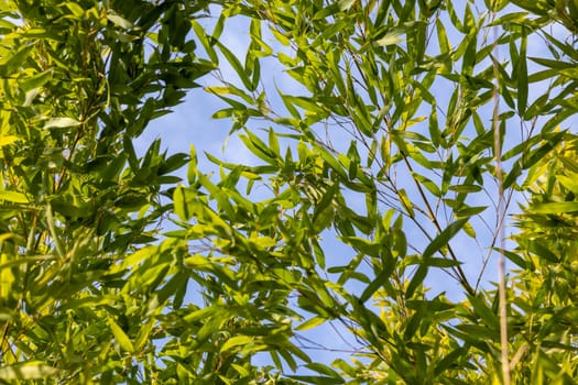 Bamboo branch in bamboo forest, beautiful green nature with blue sky on the background banner