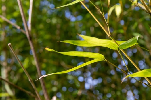 Bamboo branch in bamboo forest, beautiful green nature with blue sky on the background