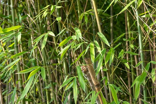 Bamboo branch in bamboo forest, beautiful green nature with blue sky on the background