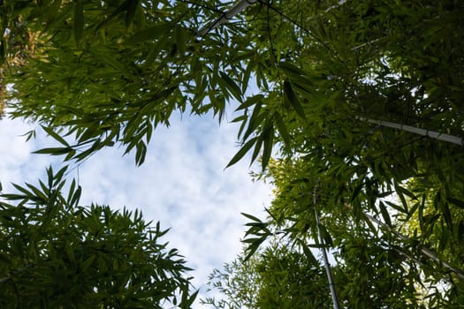Bamboo branch in bamboo forest, beautiful green nature with blue sky on the background banner