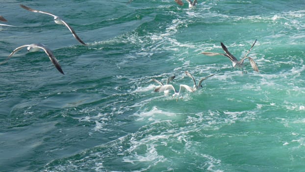 Seagulls dive-bombing a churning ocean surface, wings outstretched, creating splashes and whitewater. Fish are likely the target.