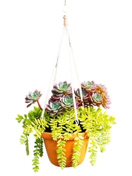 Sedum in a hanging planter, trailing succulent, colorful leaves, isolated on transparent, bright colors,