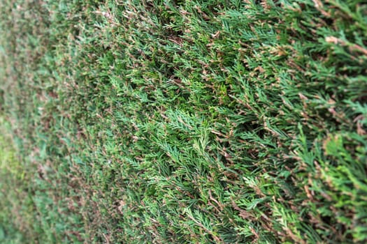 A beautiful hedge of thuja trees, neatly trimmed hedges in a urban park. Seamless texture of green natural background. Security and privacy concept. Selective focus