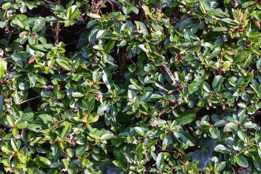 Green tree wall fence, plants for decoration garden, hedge of small plant leaves, green ivy foliage, natural backgrounds