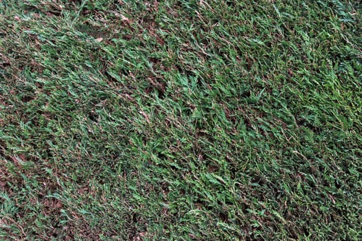 A beautiful hedge of thuja trees, neatly trimmed hedges in a urban park. Seamless texture of green natural background. Security and privacy concept. Selective focus