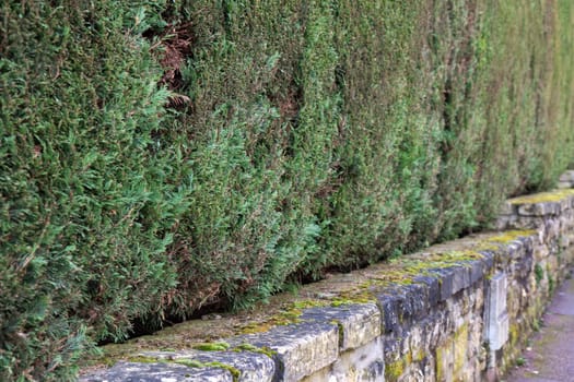 A beautiful hedge of thuja trees, neatly trimmed hedges in a urban park. Seamless texture of green natural background. Security and privacy concept. Selective focus