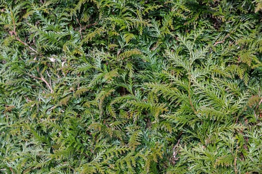 A beautiful hedge of thuja trees, neatly trimmed hedges in a urban park. Seamless texture of green natural background. Security and privacy concept. Selective focus