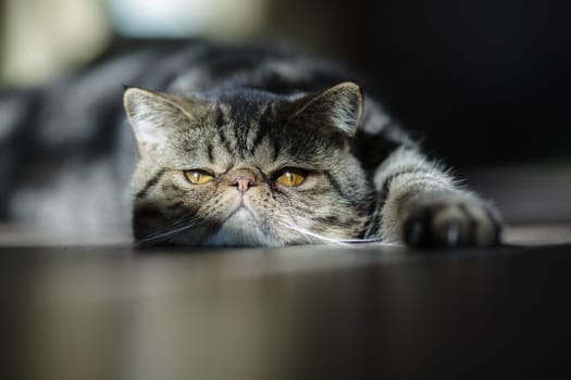Grumpy-looking tabby cat with golden eyes stretches out on the floor, basking in warm sunlight with a relaxed yet serious expression.