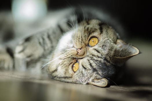 Cute tabby cat with golden eyes lies on the floor in soft sunlight, gazing upside down with a relaxed and curious expression.