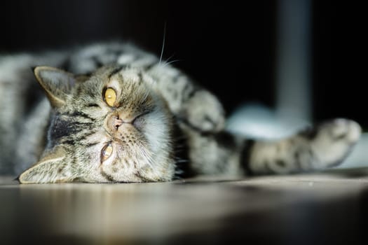 Cute tabby cat with golden eyes lies on the floor in soft sunlight, gazing upside down with a relaxed and curious expression.