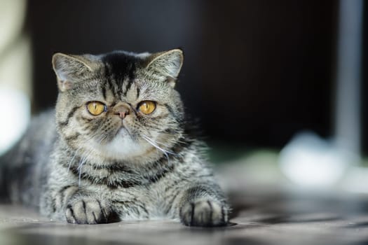 Grumpy-looking tabby cat with golden eyes stretches out on the floor, basking in warm sunlight with a relaxed yet serious expression.