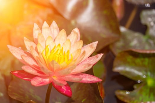 Pink lotus water lily flower in pond, waterlily with green leaves blooming.