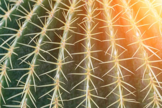 thorn cactus texture background. Golden barrel cactus, golden ball or mother-in-law's cushion Echinocactus grusonii is a species of barrel cactus which is endemic to east-central Mexico.