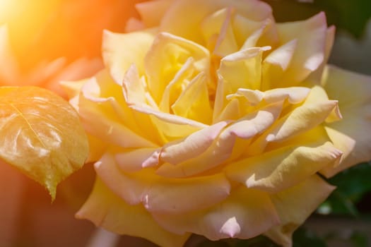 Radiant yellow rose, close-up. Delicate petals unfurl in sunlight, showcasing soft gradients and textures. Greenery subtly blurred in the background.