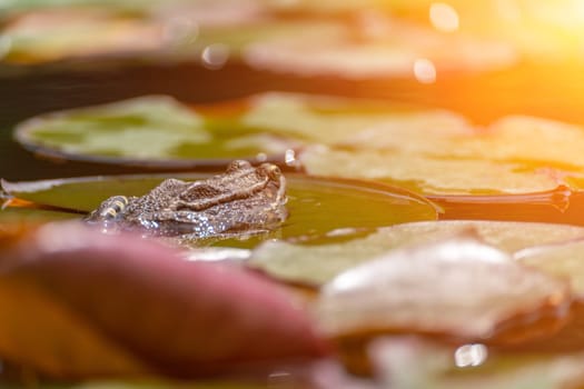 frog leaf water lily. A small green frog is sitting at the edge of water lily leaves in a pond.