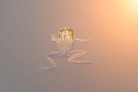 A frog swims in murky water, its eyes and limbs visible. The scene is bathed in a diffused orange glow.