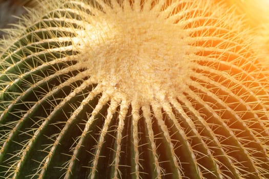 thorn cactus texture background. Golden barrel cactus, golden ball or mother-in-law's cushion Echinocactus grusonii is a species of barrel cactus which is endemic to east-central Mexico.