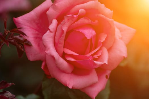 Close-up of a blooming pink rose with layers of petals, illuminated by warm sunlight. The background shows out-of-focus foliage.