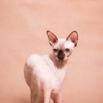 Hairless tender young sphynx cat with black nose on beige background in studio indoors