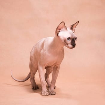 Sphinx cat in a semi-squat on beige background in studio indoors