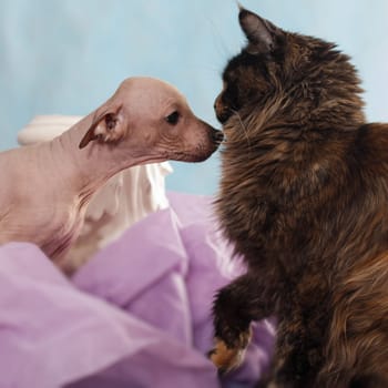 Communication puppy breed American hairless terrier with cat maine coon tortoiseshell tortie color on a blue and purple background indoors in the studio