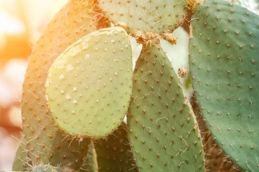 Close-up of green prickly pear cactus pads with short spines under bright sunlight. Plant is in focus with bokeh effect.