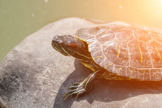 A red-eared slider turtle basks on a rock, its patterned shell gleaming under the sun near water, looking alert and still.
