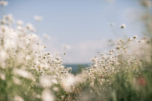 Daisy Chamomile background. Beautiful nature scene with blooming chamomilles in sun flare. Sunny day. Summer flowers