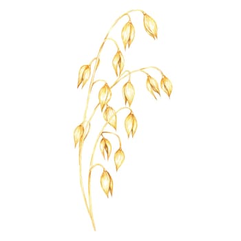 Oat stem with elongated golden-yellow grains. Avena sativa composition. Cereal Watercolor clipart for use in botanical illustrations, healthy food labels, or farm-related branding materials